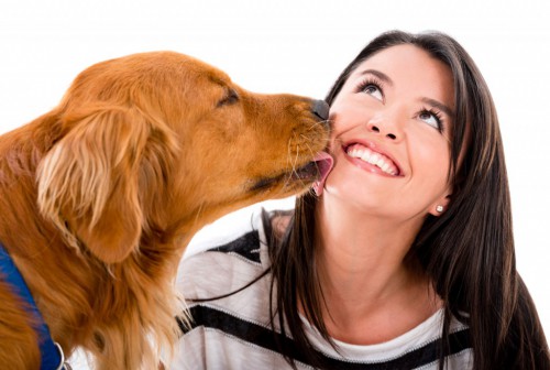 Общение с хозяином повышает иммунитет собак (фото: bubblespetspa.com)