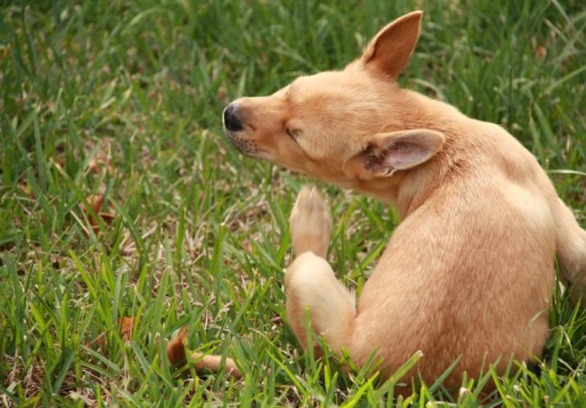 Собаки подвержены укусам клещей в жаркое время года (фото: photo-days.ru)  