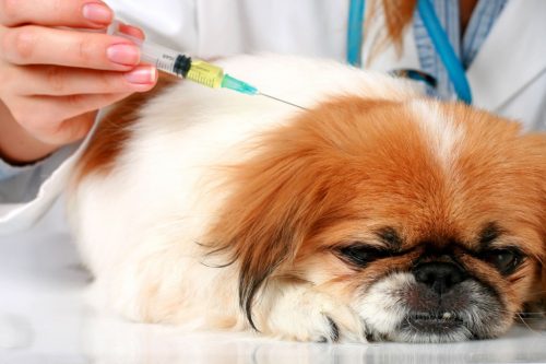 Прививки способствуют выработке иммунитета против болезни Лайма (фото: animal-store.ru)