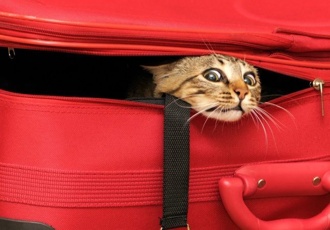 Чтобы поехать в отпуск с питомцем, нужно хорошенько подготовиться (фото: mega-cats.ru)  
