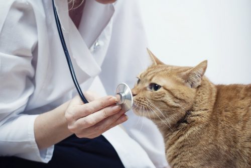 Перед операцией не рекомендуется кормить животное (фото: www.tinydog.ru)