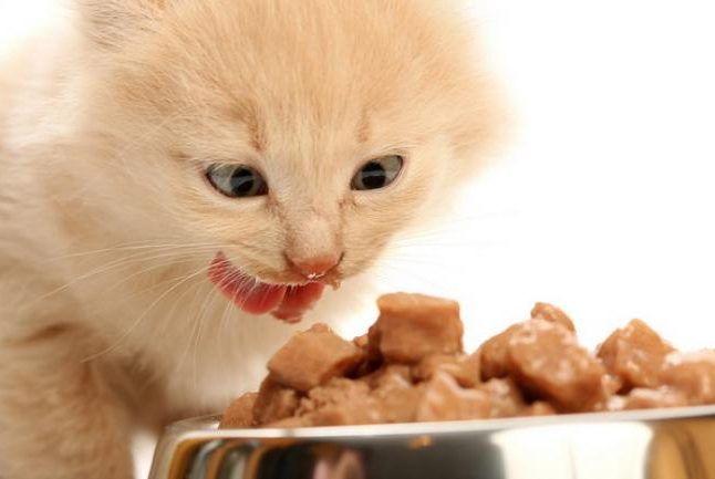 Коты должны есть здоровую и полезную пищу (фото: vetinfo.com.ua)