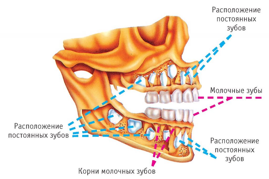 Зубы коренные и молочные зубы у детей схема