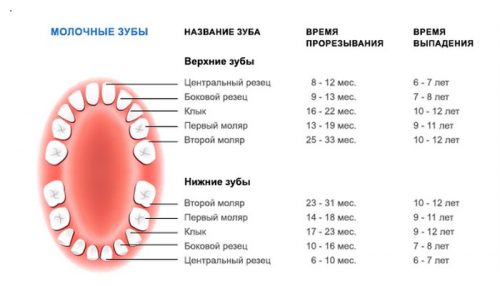 Схема, когда выпадают молочные зубы у детей (фото: www. helsbaby.ru)