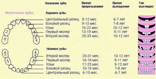 Процесс выпадения зубов индивидуален (фото: www.citytile.ru)