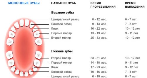 Ориентиром для родителей является таблица прорезывания и выпадения молочных зубов (фото: www.new-interesrng.com)
