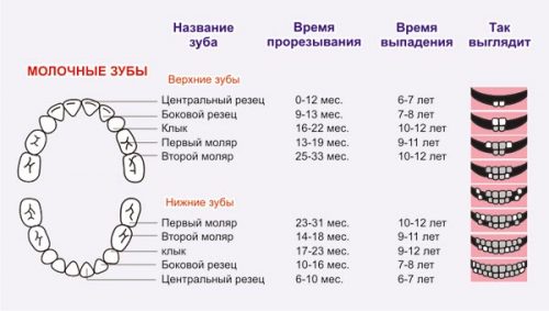 Схема, которая показывает, в какое время растут и выпадают молочные зубы (фото: novo-dent.net)