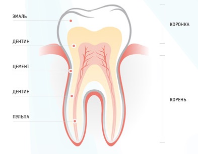 Так выглядит человеческий зуб (фото: www.doctoroff.ru)