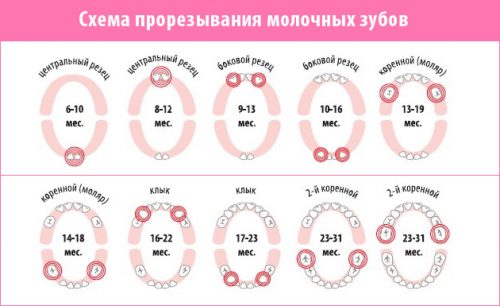 Схема прорезывания молочных зубов (фото: www.myadvices.ru)