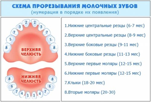 Приблизительная схема появления зубов (фото: babadu.ru)